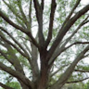 Meet your Posher, Mercedes